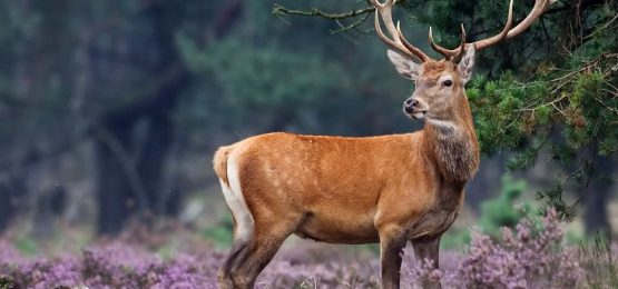hert-op-de-hoge-veluwe