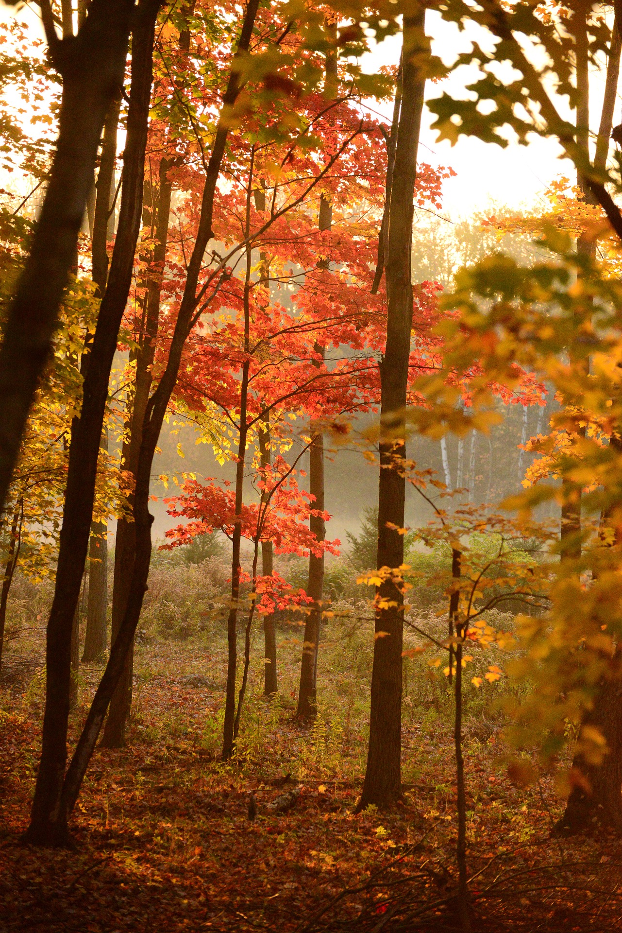 foto herfst